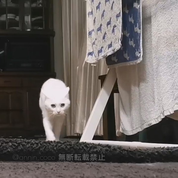 カメラに向かってメンチ切りながら向かってくる白猫ちゃん