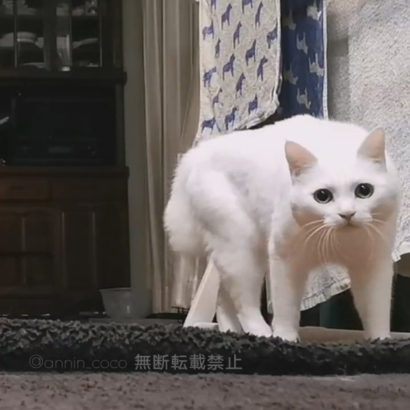 カメラに向かってメンチ切りながら向かってくる白猫ちゃん