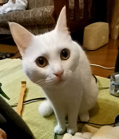見上げる白猫ちゃん