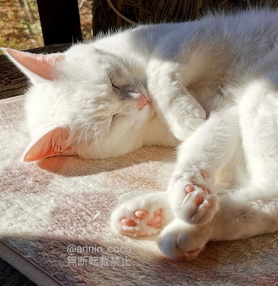 陽だまりで眠る白猫ちゃん