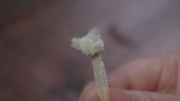 モールで作る子猫の制作工程