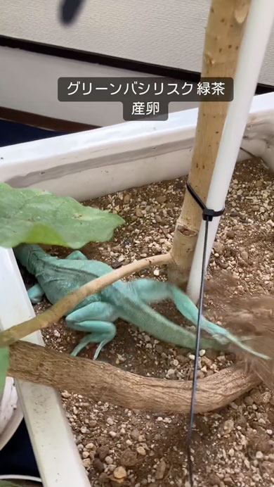 グリーンバシリスク