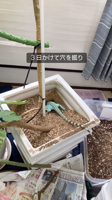 グリーンバシリスクの産卵