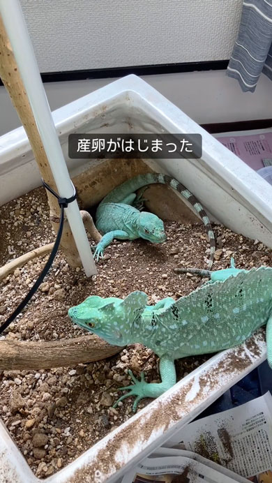 グリーンバシリスクの産卵