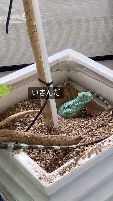 グリーンバシリスクの産卵