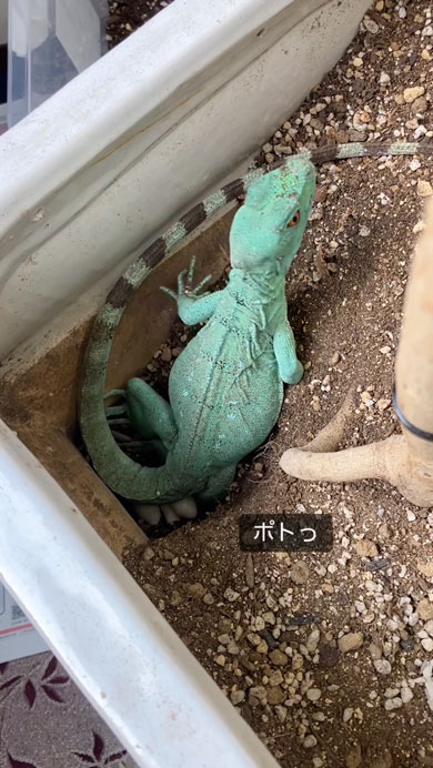 グリーンバシリスクの産卵