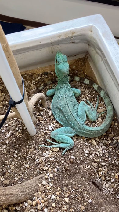 グリーンバシリスクの産卵