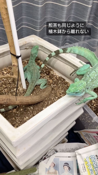 グリーンバシリスクの産卵