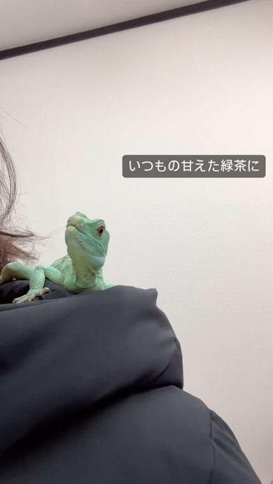 グリーンバシリスクの産卵