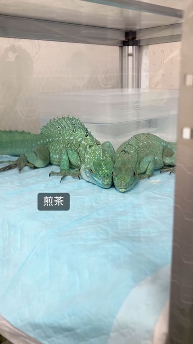 グリーンバシリスクの夫婦