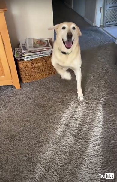 荷物を開けるワンコ