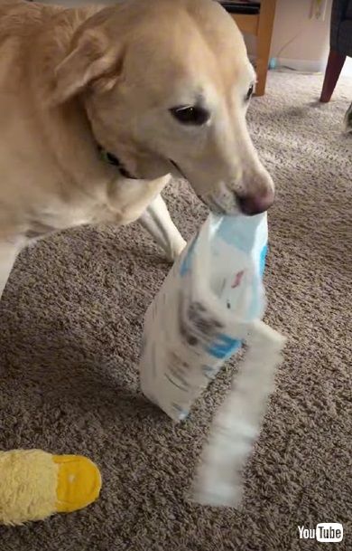 荷物を開けるワンコ