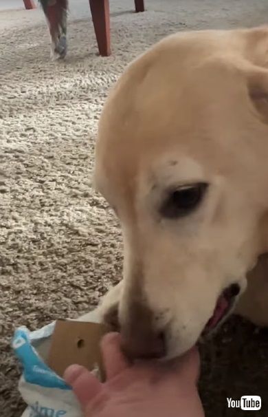 荷物を開けるワンコ