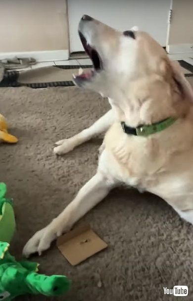 荷物を開けるワンコ