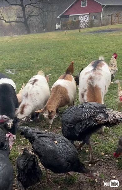 牧場の動物と会議