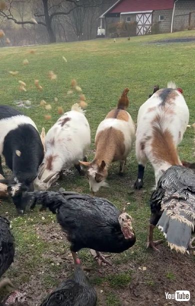 牧場の動物と会議