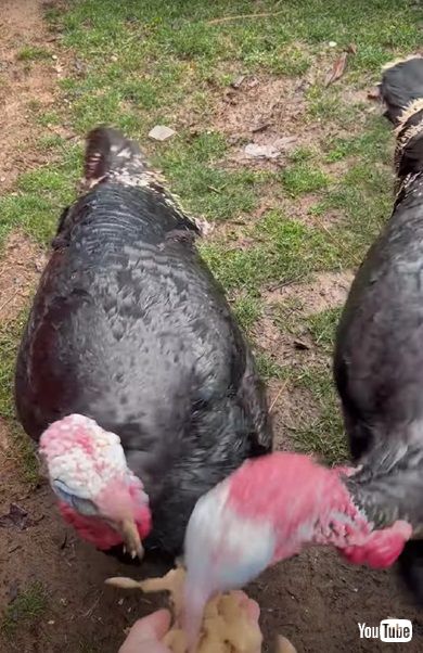 牧場の動物と会議