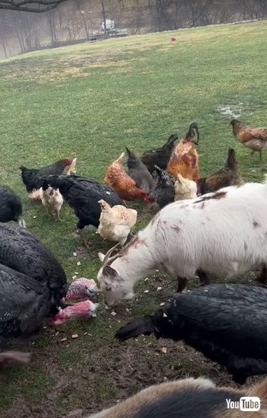 牧場の動物と会議