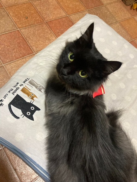 振り返る黒猫ちゃん