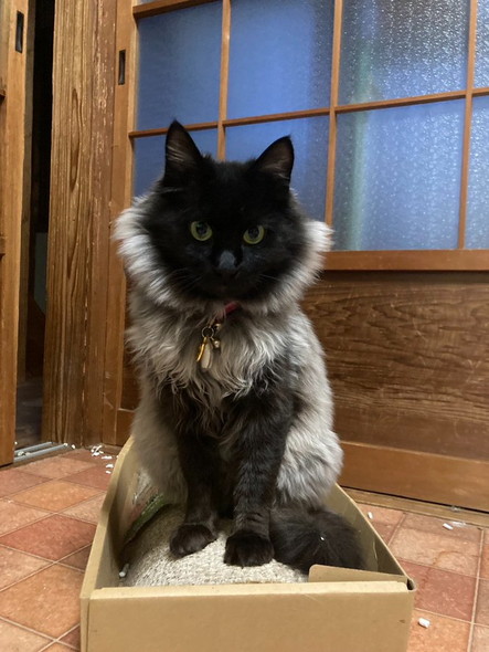 もふもふ黒猫ちゃんお座り
