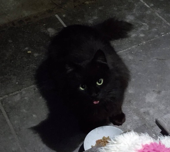 野良だった黒猫ちゃん
