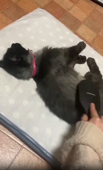 ブラッシングされる黒猫ちゃん