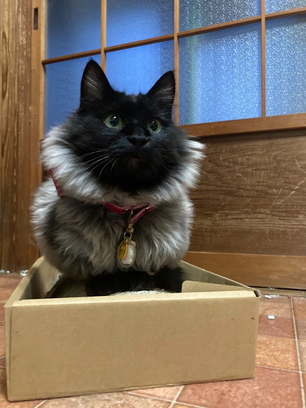 爪とぎに黒猫ちゃん