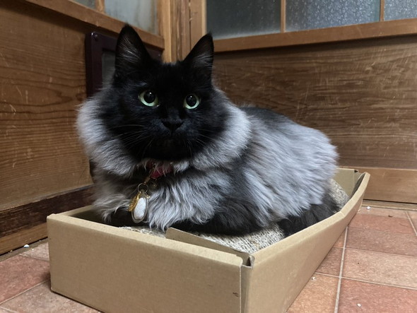 爪とぎに黒猫ちゃん