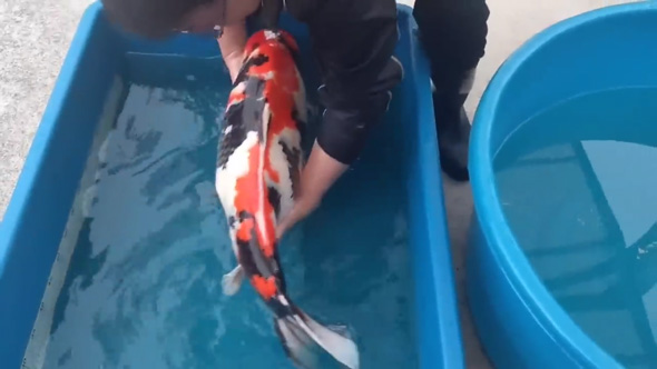 デカい 錦鯉 成長 変化 半年 上野産 昭和 検寸