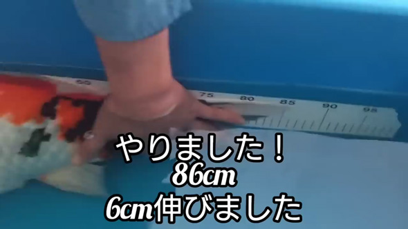 デカい 錦鯉 成長 変化 半年 上野産 昭和 検寸