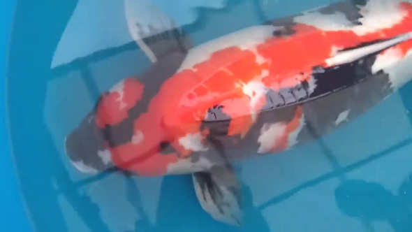 デカい 錦鯉 成長 変化 半年 上野産 昭和 検寸