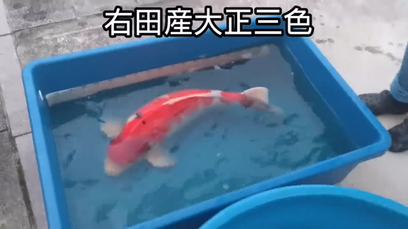 デカい 錦鯉 成長 変化 半年 上野産 昭和 検寸