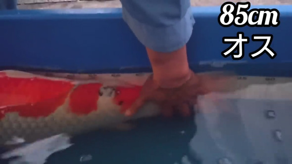 デカい 錦鯉 成長 変化 半年 上野産 昭和 検寸