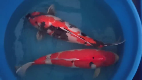 デカい 錦鯉 成長 変化 半年 上野産 昭和 検寸