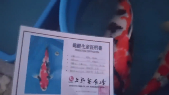 デカい 錦鯉 成長 変化 半年 上野産 昭和 検寸