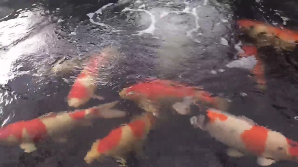 デカい 錦鯉 成長 変化 半年 上野産 昭和 検寸