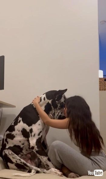 飼い主にハグされる犬