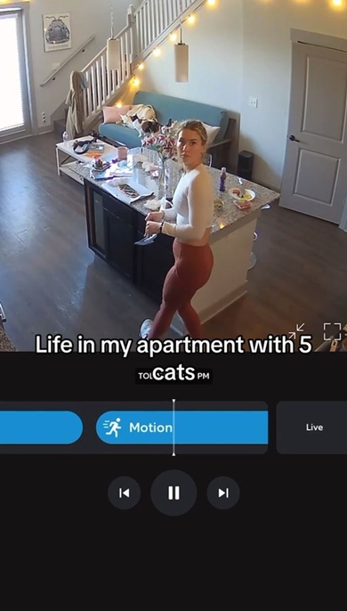 天井から猫が降ってくる動画