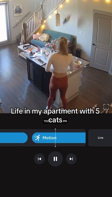 天井から猫が降ってくる動画