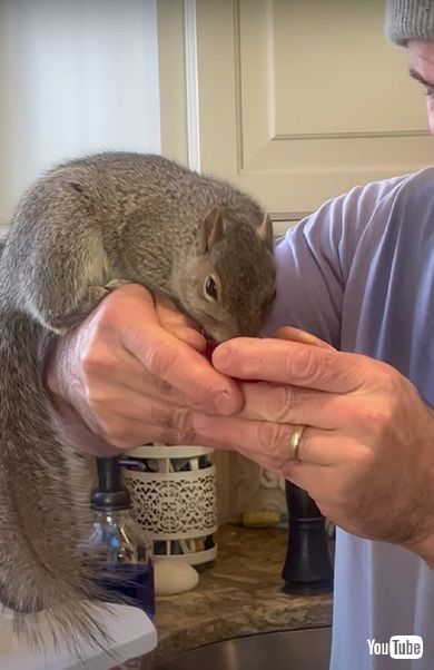 ナッツを食べるリス