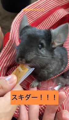 懐かないと言われたチンチラ