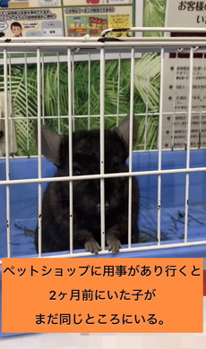 懐かないと言われたチンチラ