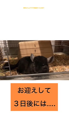 懐かないと言われたチンチラ