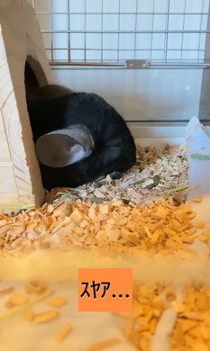 懐かないと言われたチンチラ