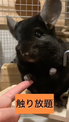 懐かないと言われたチンチラ