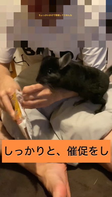 懐かないと言われたチンチラ