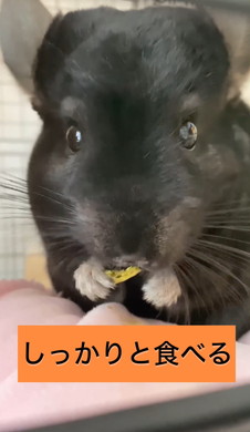 懐かないと言われたチンチラ