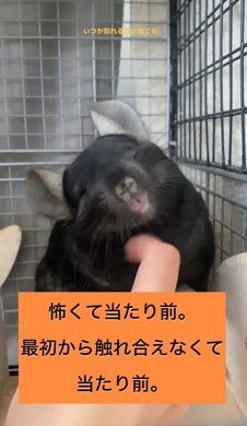 懐かないと言われたチンチラ