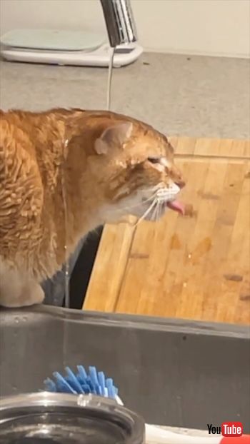 水を飲むのが下手な猫と見守る猫