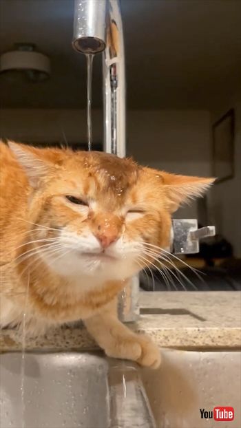 水を飲むのが下手な猫と見守る猫